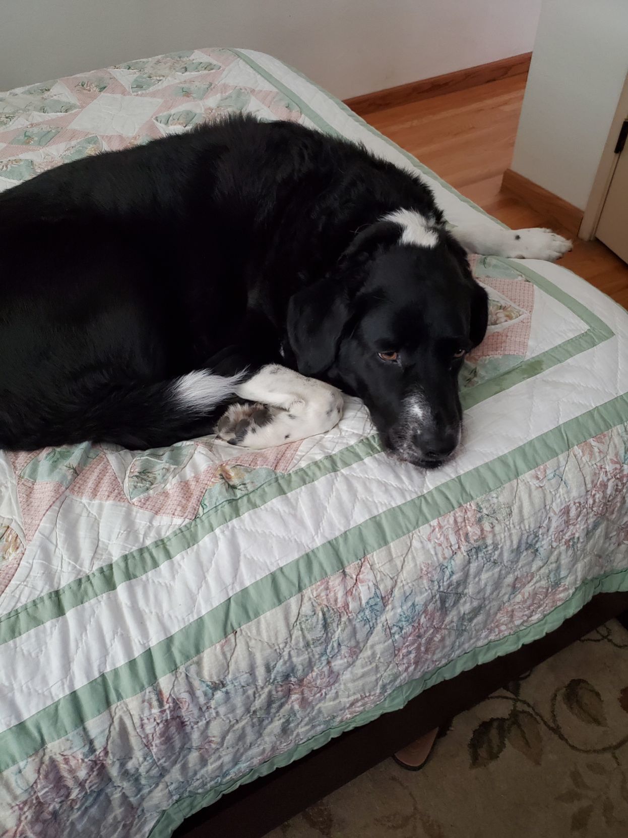 Maya